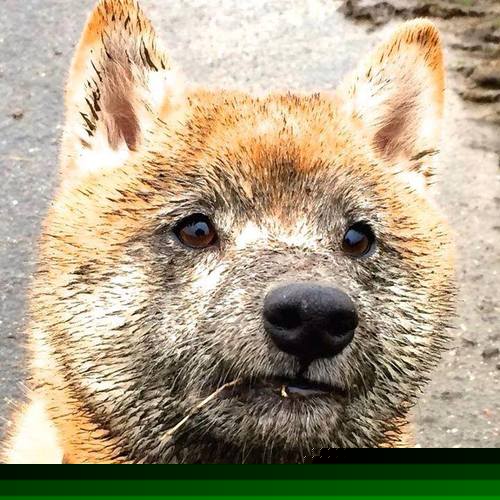 班凯罗状态火热，公牛与独行侠的碰撞，一场定义未来的对决